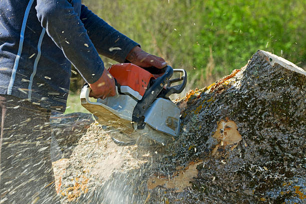 Best Soil Testing and Treatment  in Johnston, IA